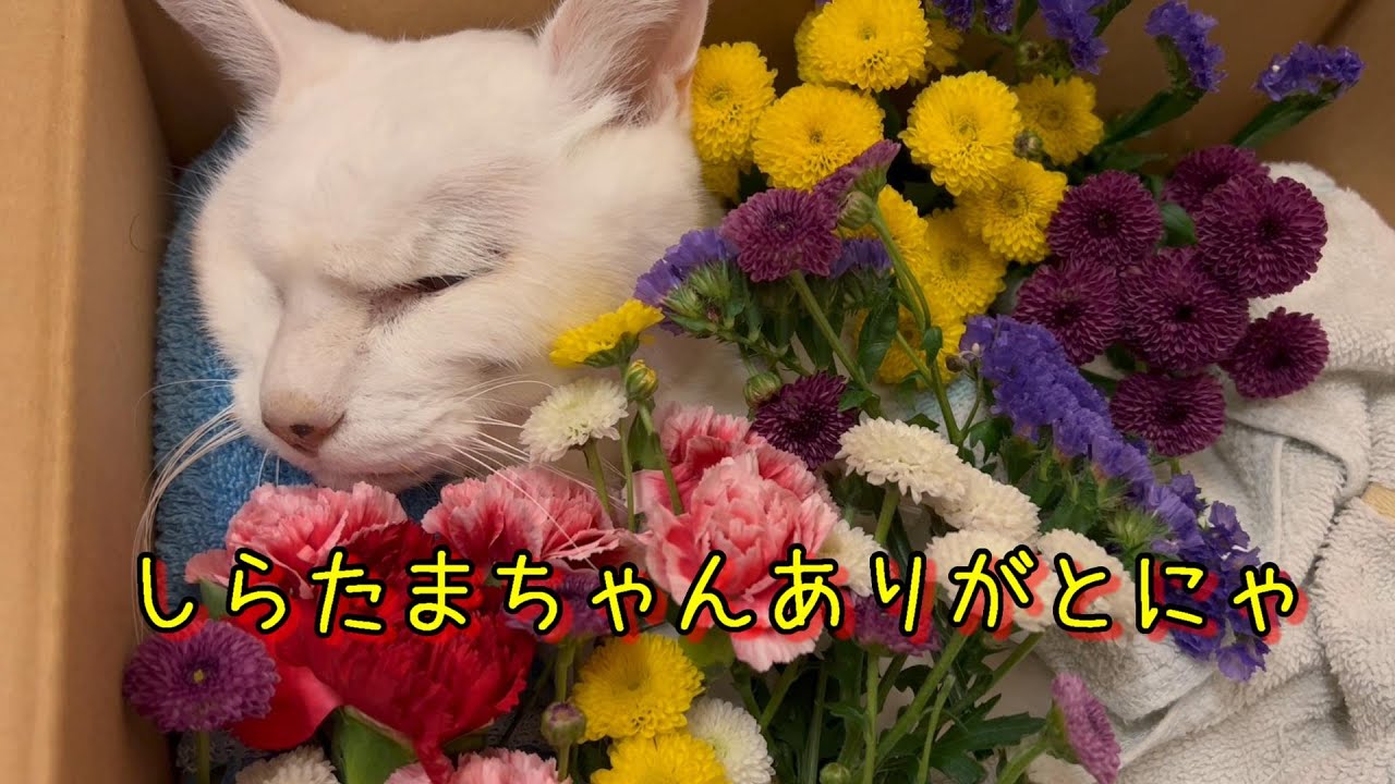 【猫】しらたまちゃんが虹の橋に行っちゃったにゃの巻【にゃんこ日和】