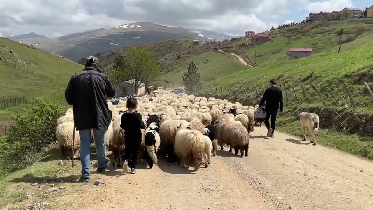 Ordu Çambaşı Yaylası Kısrakalan Obasına koyunların meşakkatli göçü