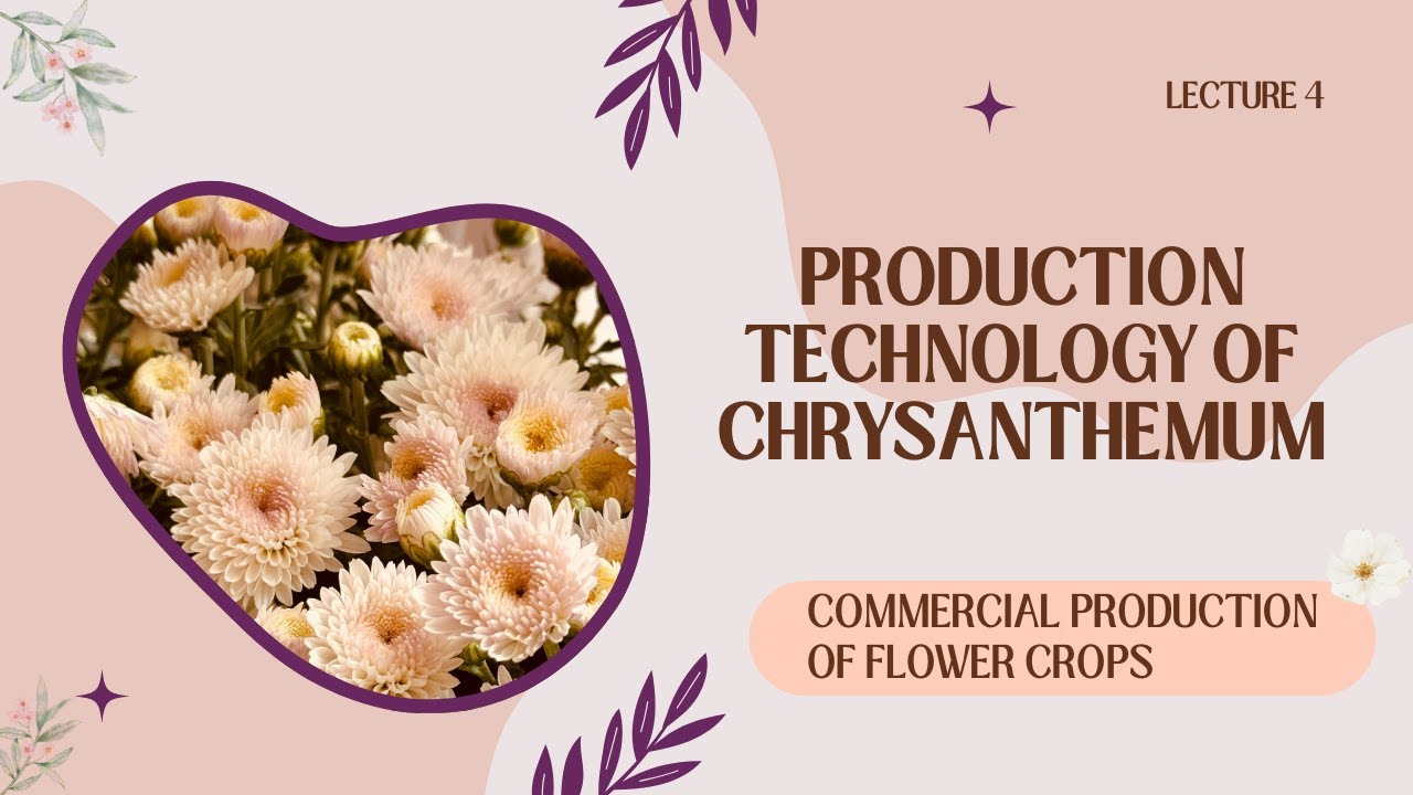 Chrysanthemum (Guldaudi) Production Technology | BSc Hons Horticulture Floriculture Lecture