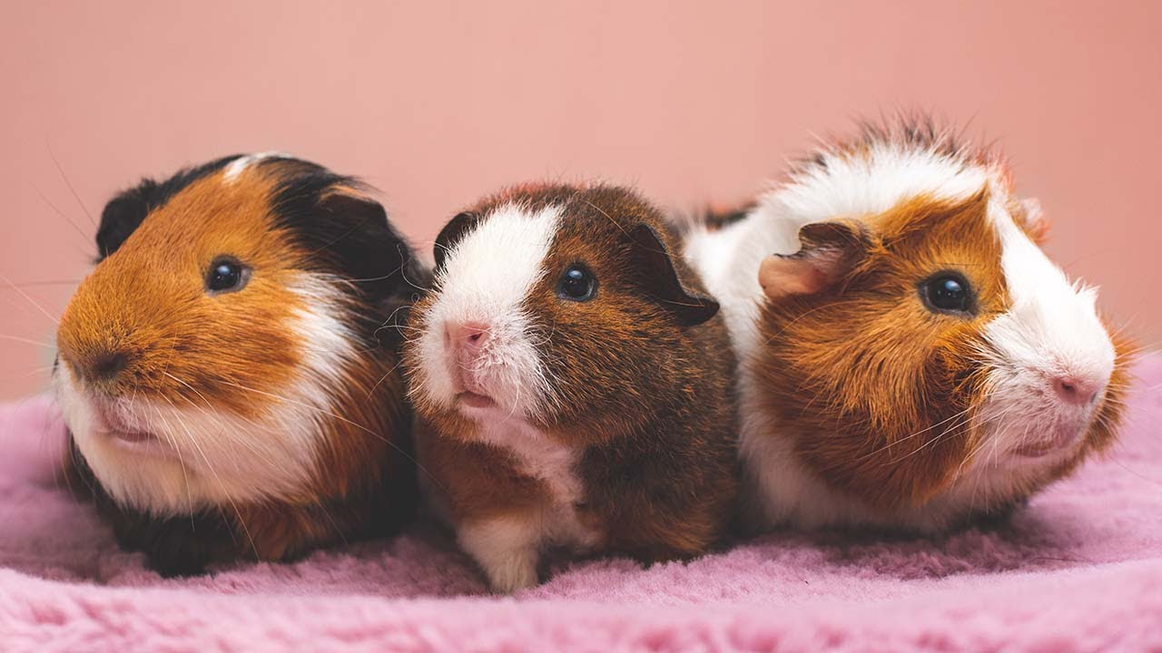 Shortest living animals in the world | Top 10 |