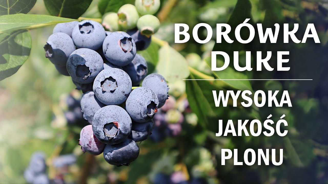Borówka DUKE - wysoka jakość plonu