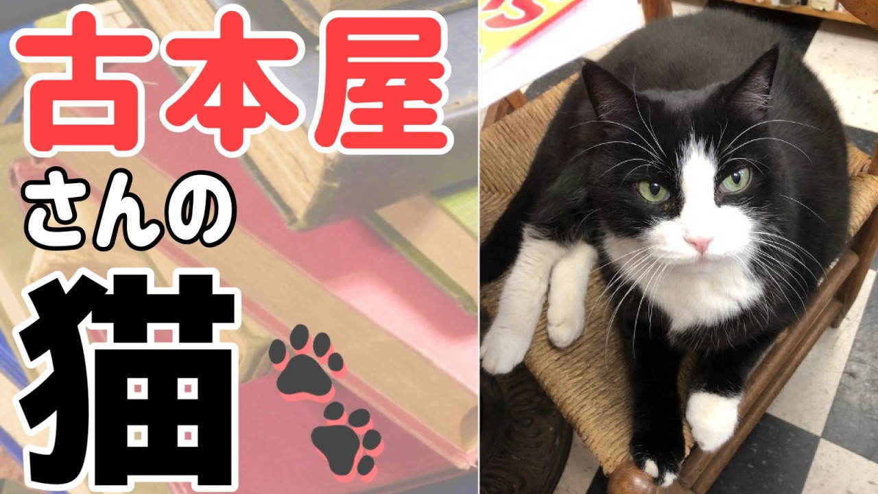 【フィラデルフィア】古本屋さんの猫