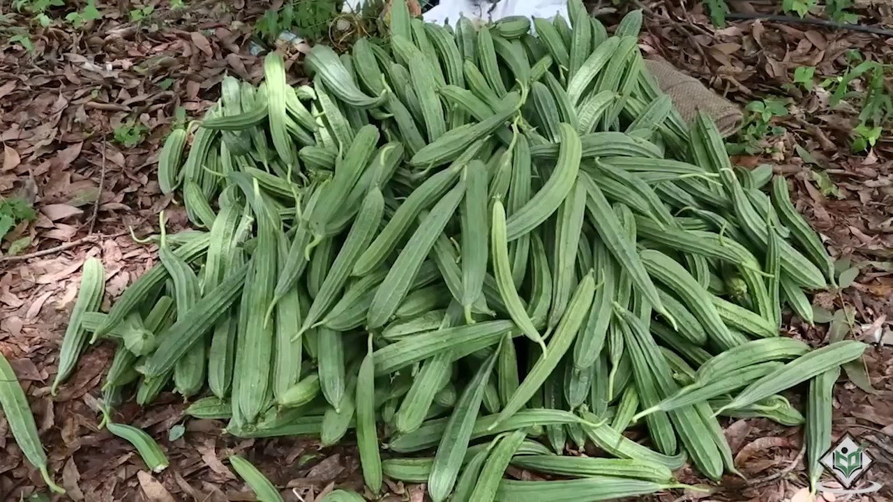 Cultivation - Life Cycle of Ridge Gourd