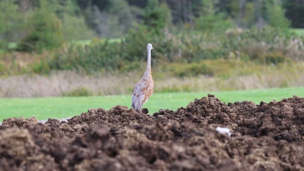 Sandhill Crane
