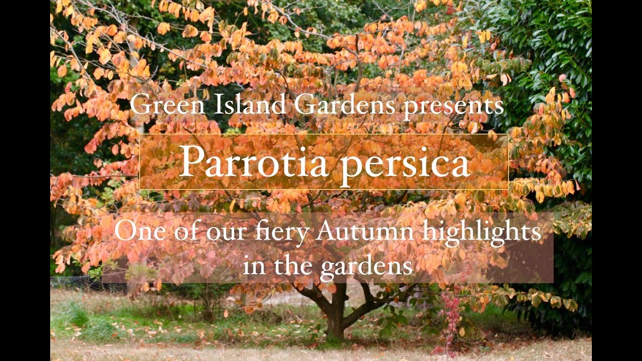 Parrotia persica (Persian ironwood)- All you need to know about this Autumn beauty