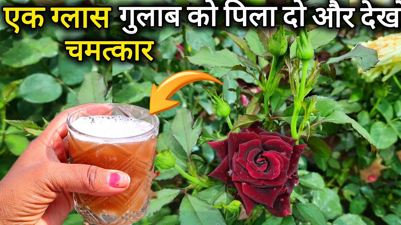 गुलाब के लिए शक्तिशाली स सस्ता खाद डालते हो फूलों से भर जाएगा पौधा।Rose plant care tip & fertilizer