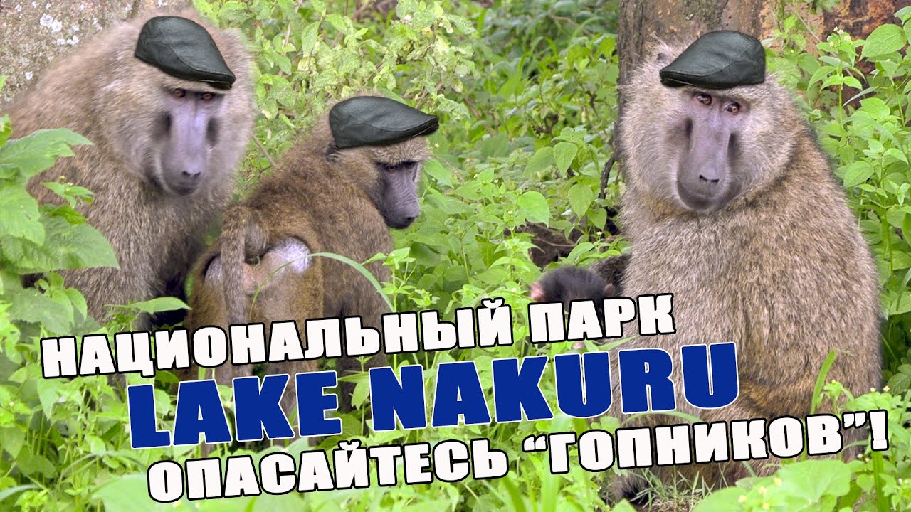 Кения. Lake Nakuru. Нападение бабуинов на туристов в национальном парке.