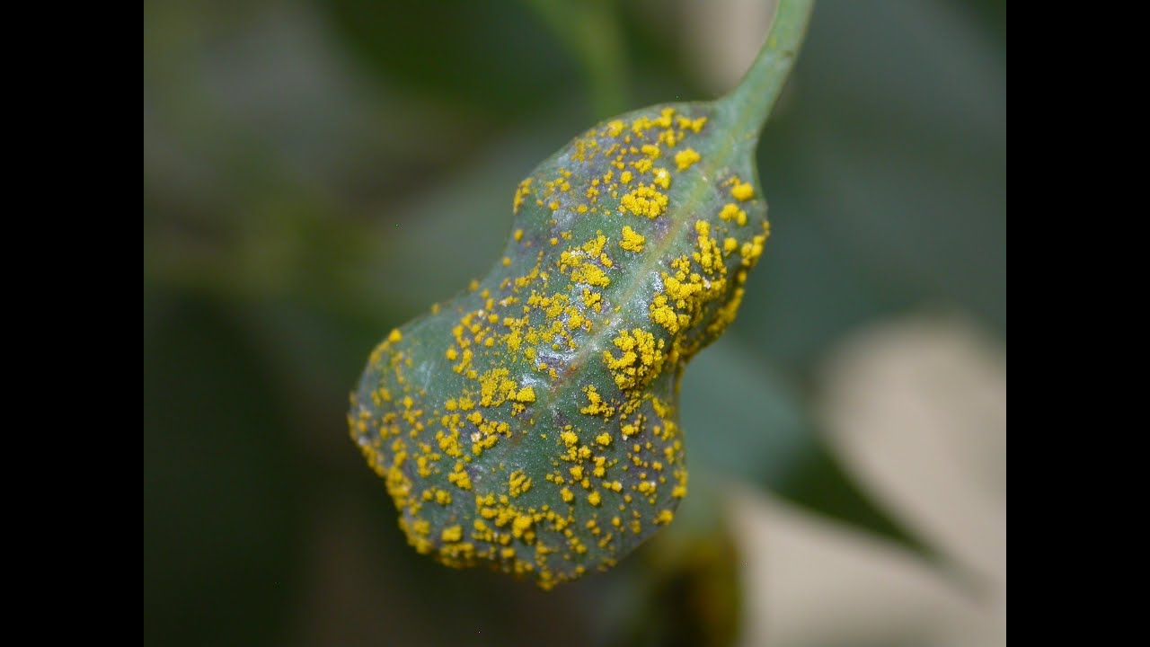 How you can help prevent the spread of the highly invasive plant disease myrtle rust