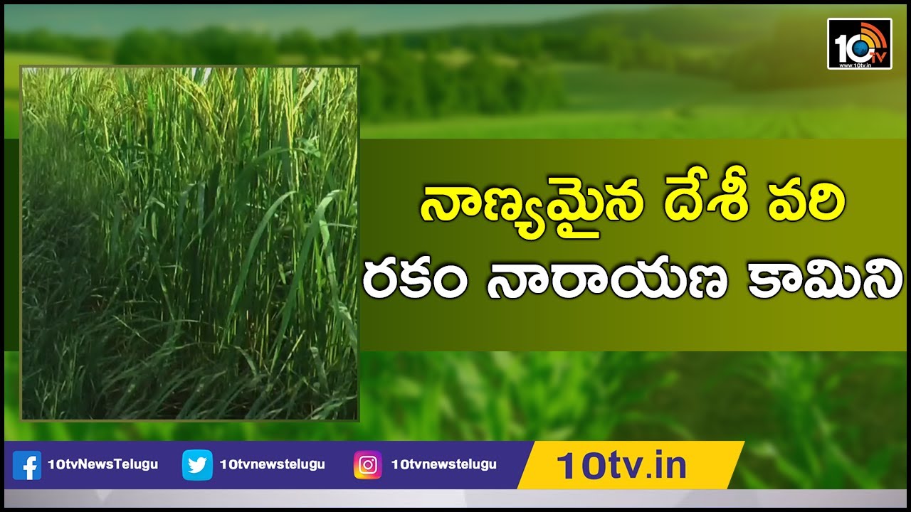 నాణ్యమైన దేశీ వరి రకం నారాయణ కామిని | Earn High Profits With Desi Paddy Variety Narayana Kamineni