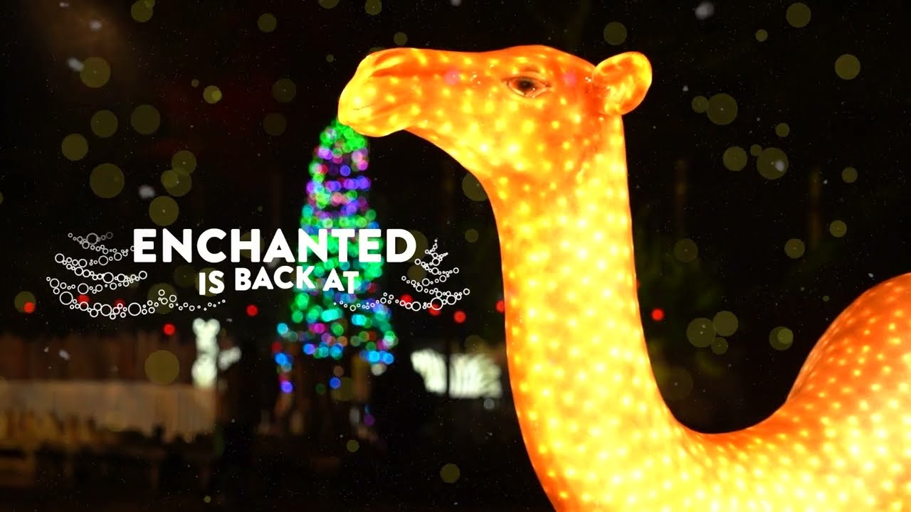 Enchanted is back at Knowsley Safari  for Christmas 2022 The Guide Liverpool