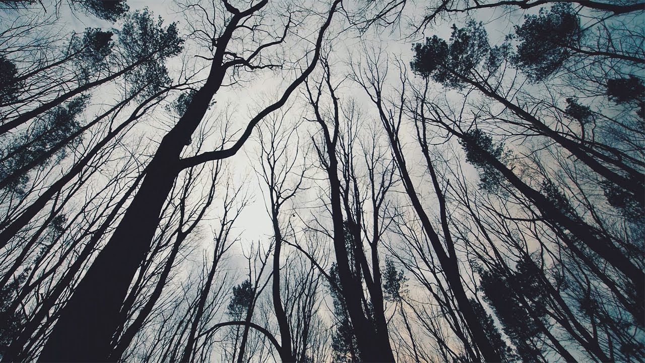 Malphas - Trenches (Official Music Video)