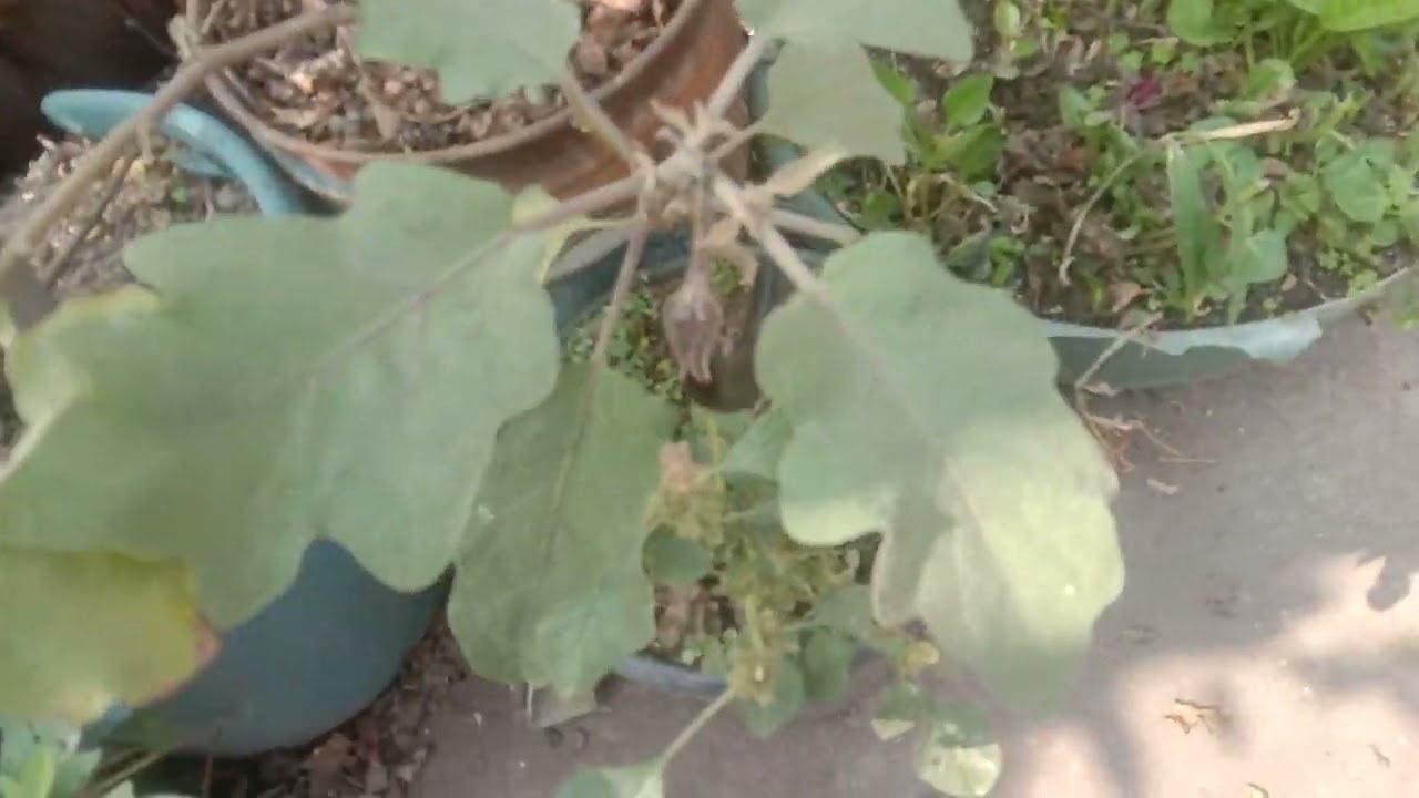 ছাদ বাগানে গোলাপ গাছের যত্ন ও পরিচর্যা।