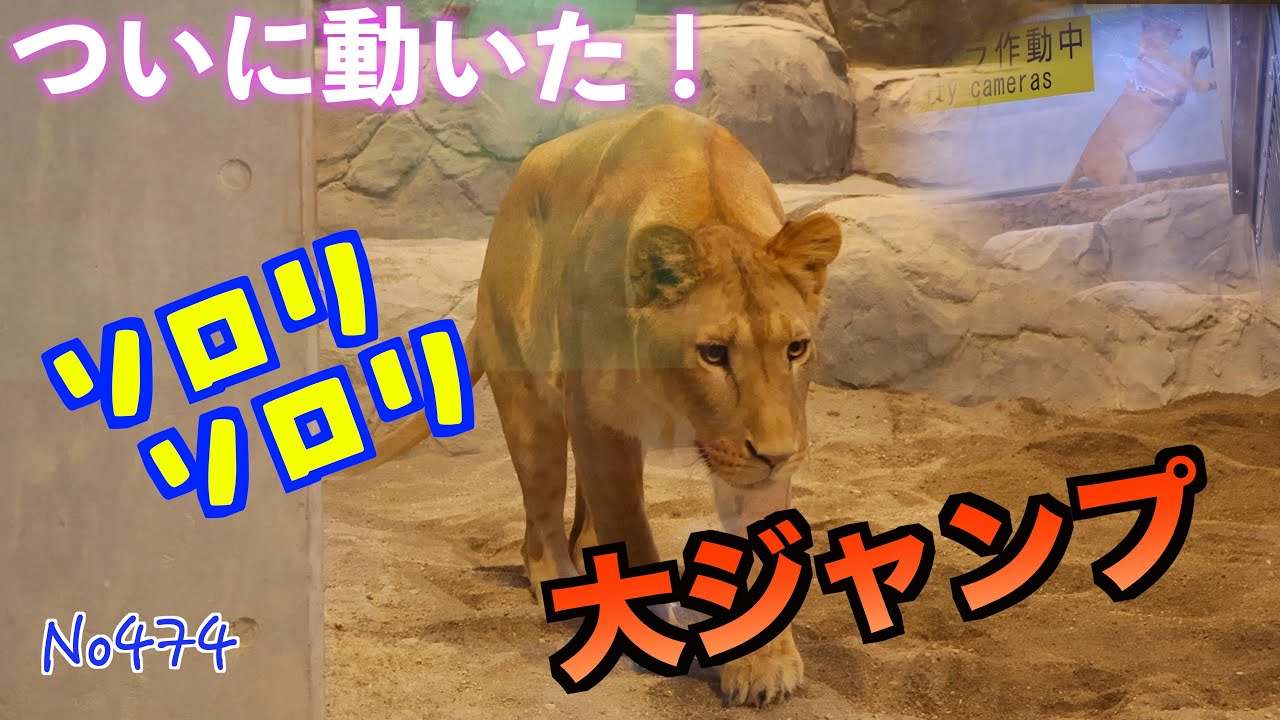 No474 シンクロ岩登りから大ジャンプ…イトの作戦、パーチェに届いた瞬間　円山動物園　#lion #オリトファミリー　#zoo