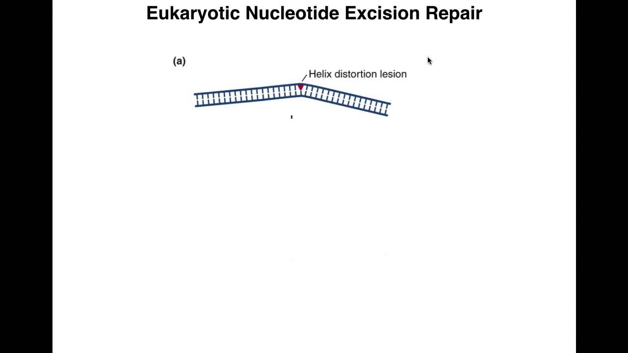 DNA Repair III - Nucleotide Excision Repair