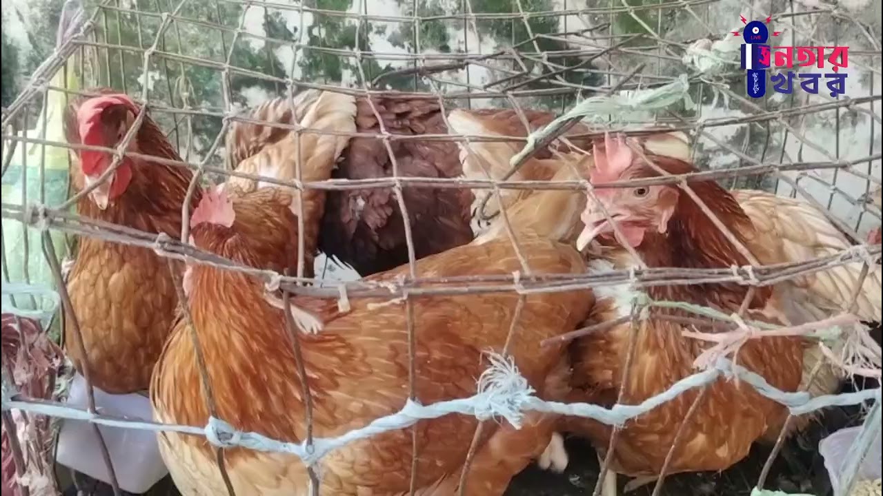 রমজানক শুর আগেই বাড়ছে খাদ্যপণ্যের দাম, দুশ্চিন্তায় নিম্ন ও মধ্যবিত্ত পরিবার। 