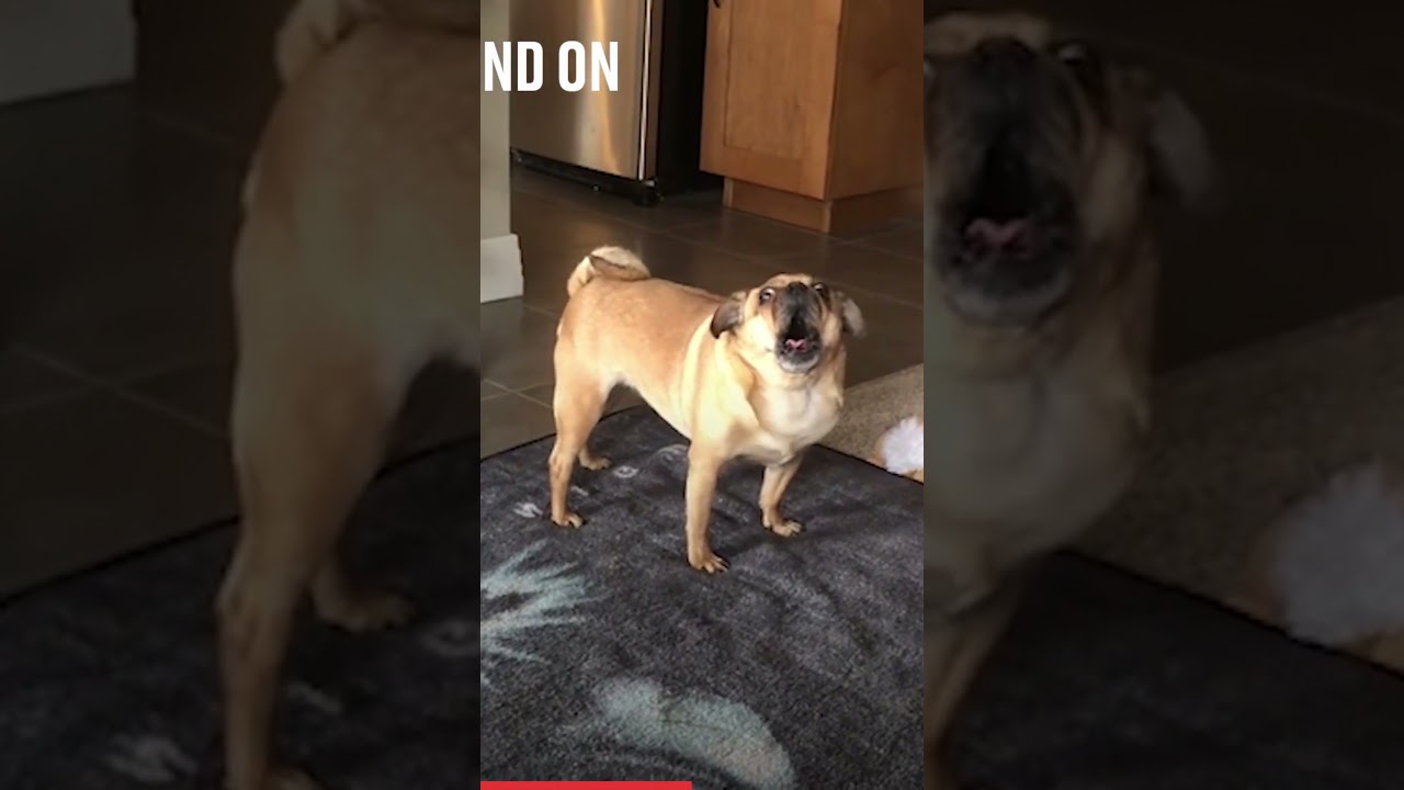 Dramatic Screaming Pug 