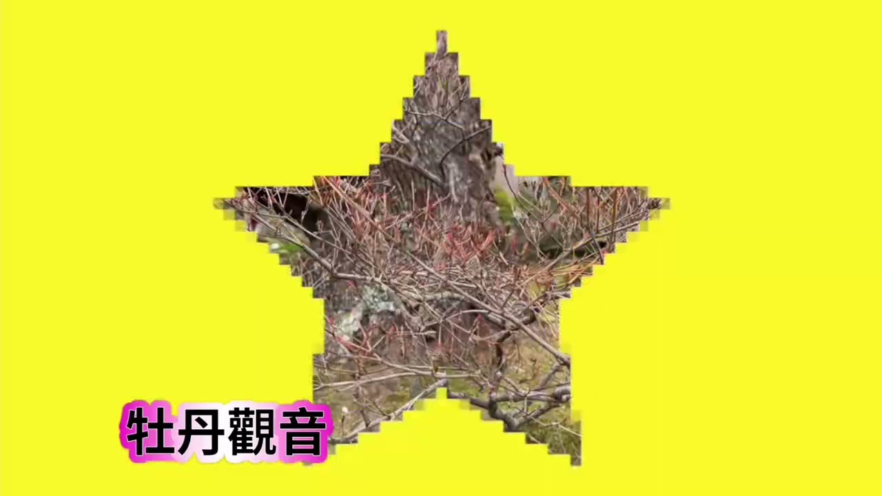 #由志園#日本島根松江市大根島#牡丹及四季花朶#回遊式日本庭園#2026.2.20