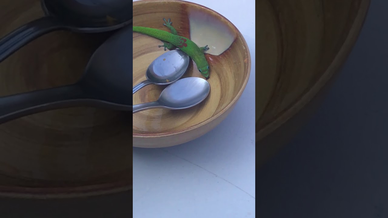 Animalsdt  green lizard licking brown bowl