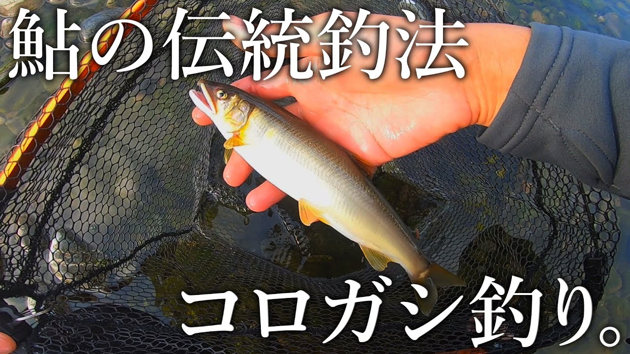 【鮎を求めて】伝統釣法のコロガシ釣りに挑戦［多摩川／釣って食べる］