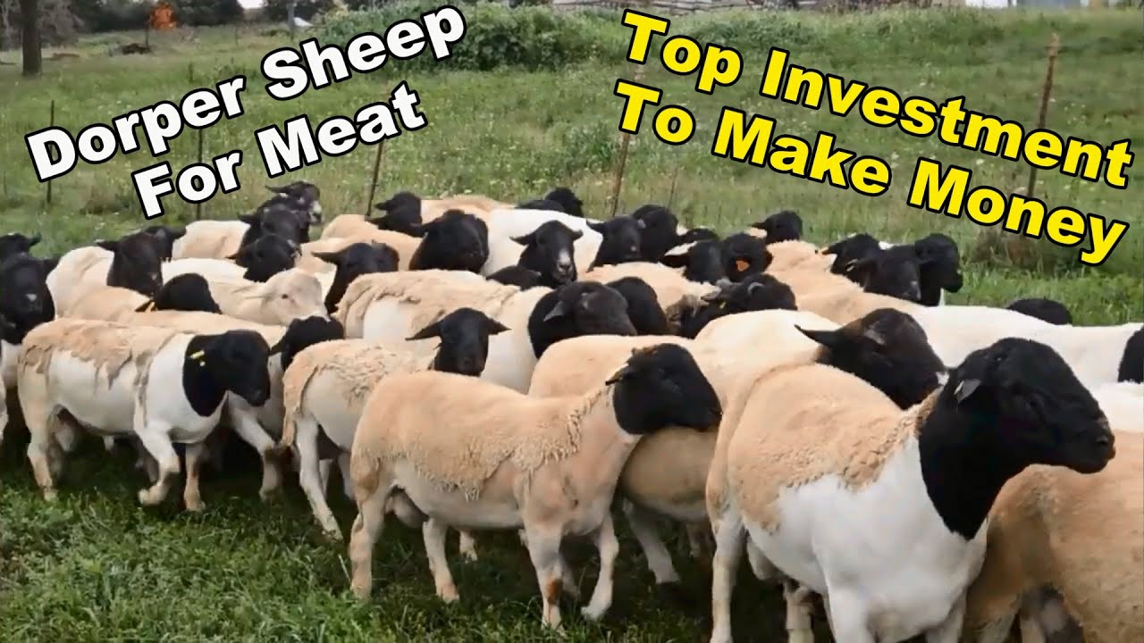 Dorper Sheep Farm For Meat: Top Investment To Easy Make Money
