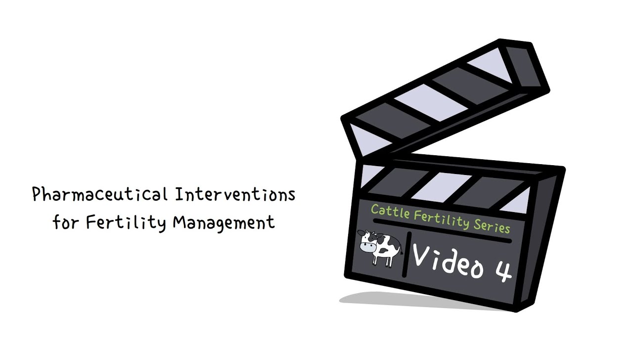 Cattle Fertility Series | Video 4 | Pharmaceutical Interventions for Fertility Management