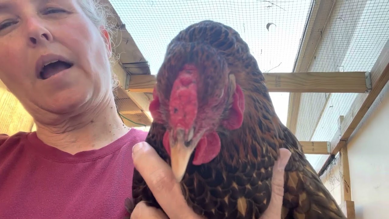 Bleu our Blue laced gold wyandotte