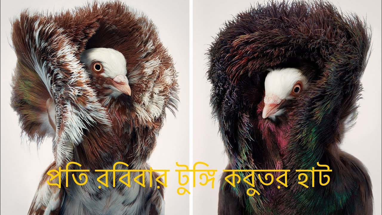 Jacobin pigeon Breed | fancy pigeon farm - Domestic pigeon | Breeding fancy pigeons