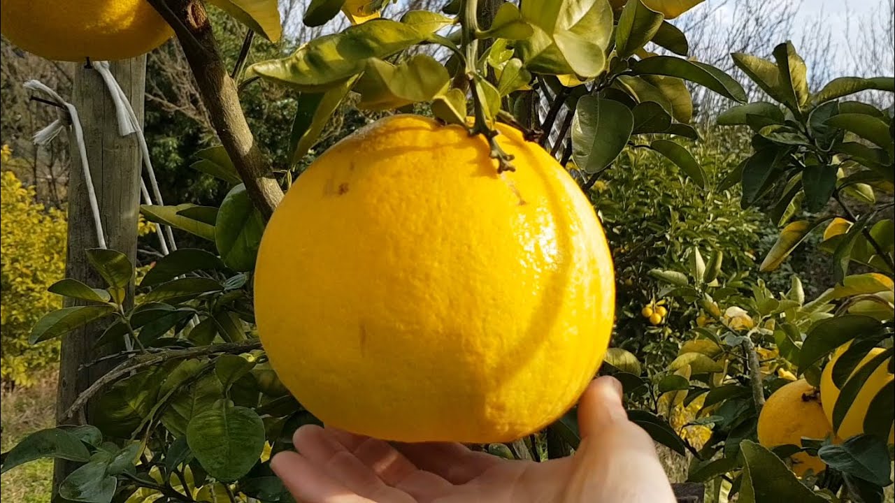 Récoltes d'agrumes et Rando botanique