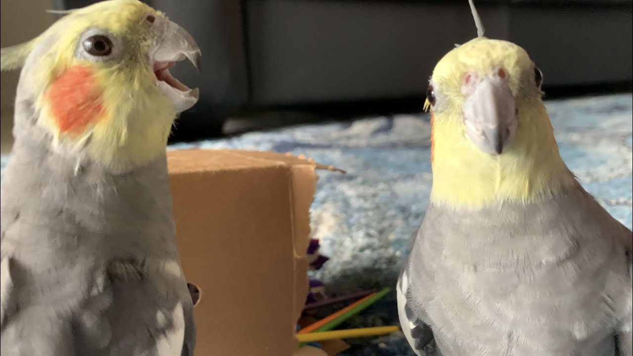 Cockatiels Are Weird