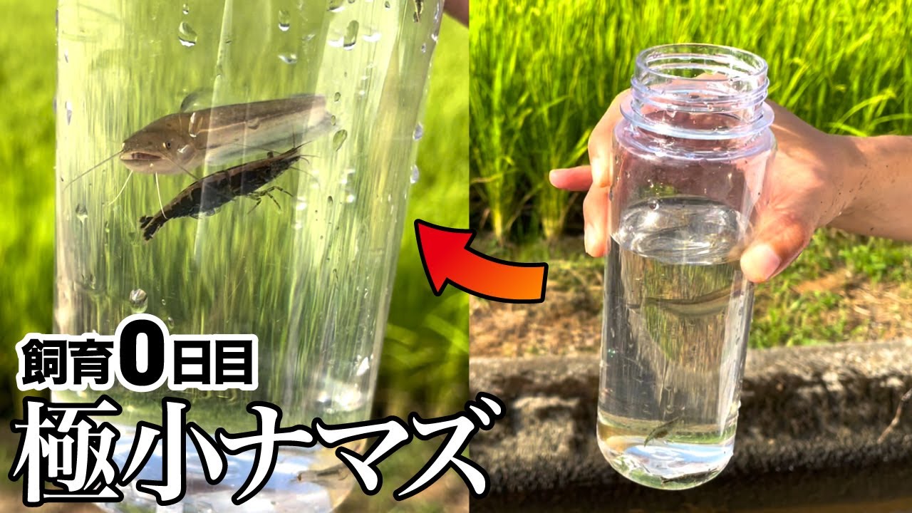 用水路で捕まえた日本ナマズの赤ちゃんを持って帰ってきた