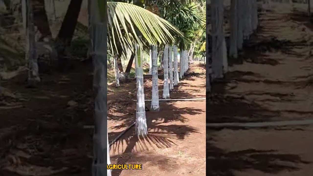 #arecanutfarming  #agriculture #arecanutcultivation #areca farming#adike #ಅಡಿಕೆ ಸಿಂಗಾರ #ಅಡಿಕೆ ಬೆಳೆ