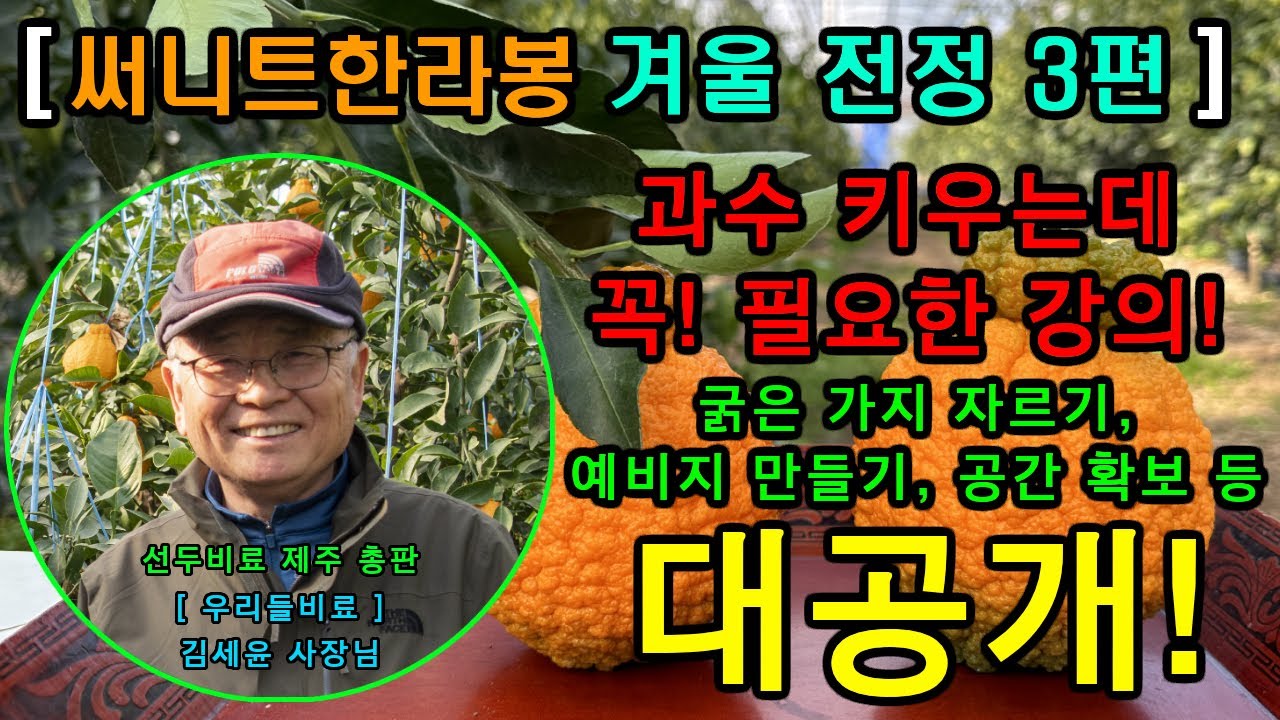 제 10강 - 써니트한라봉 겨울 전정 3편 (with 양치석 국장)