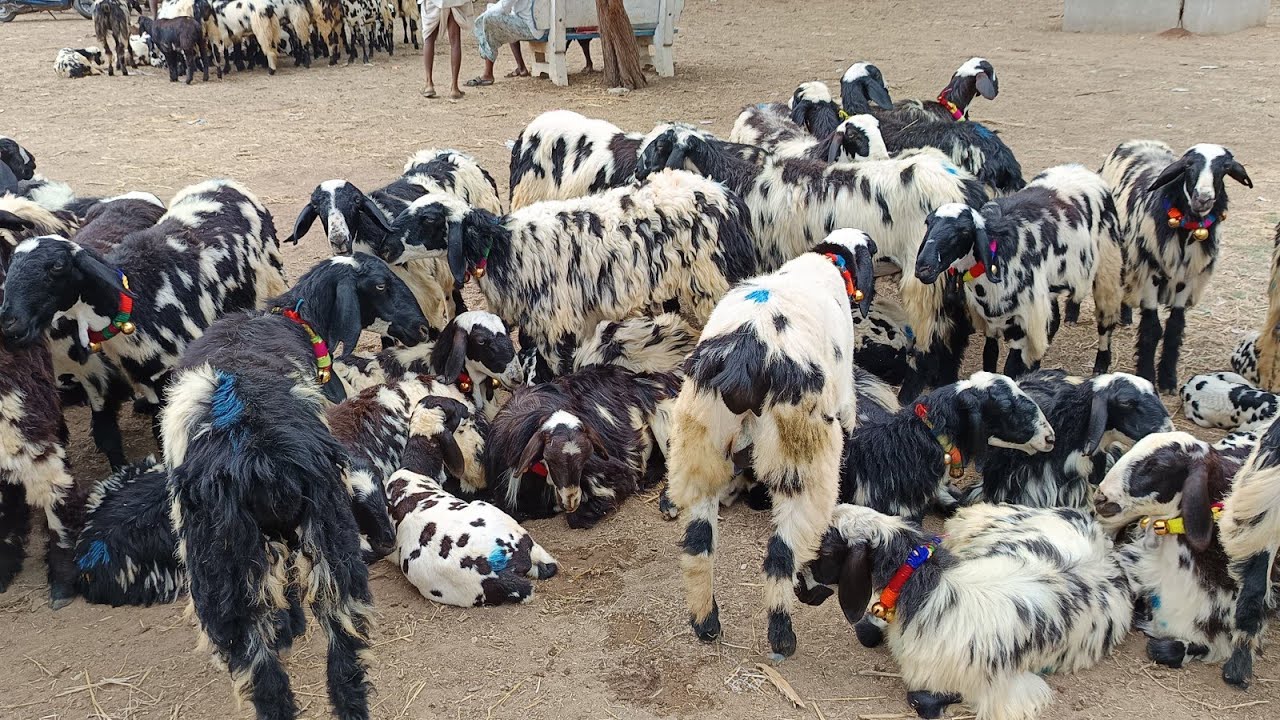macharla sheep market | macharla sheeps  | 18-05-2024