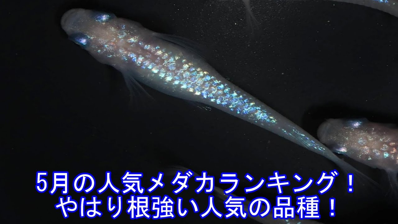 2024年5月の人気メダカランキング！新顔登場！！
