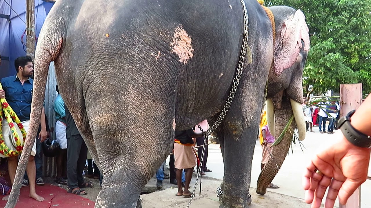 Elephant at Shiva Temple Ernakulam 2018