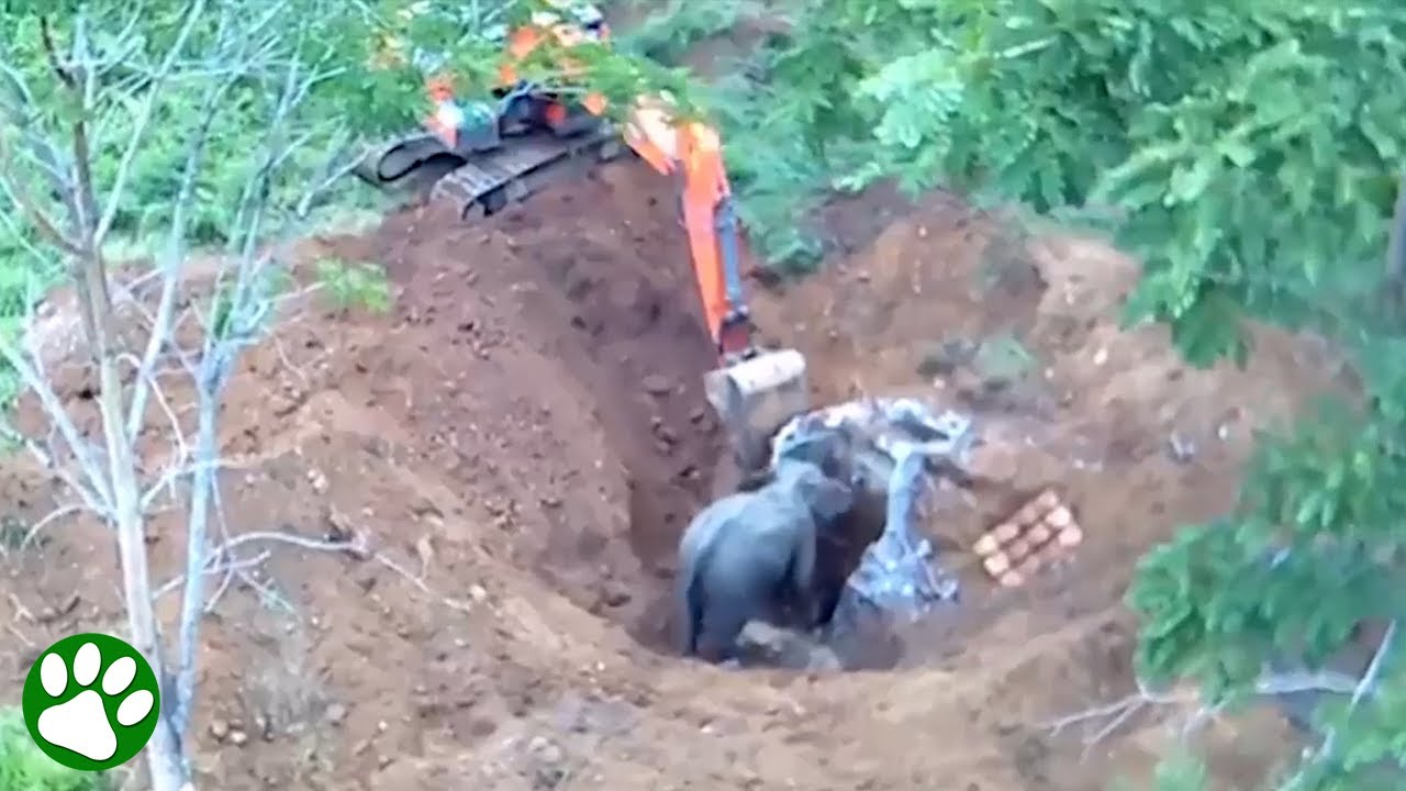 Elephant mom teams up with excavator do save calf from drain