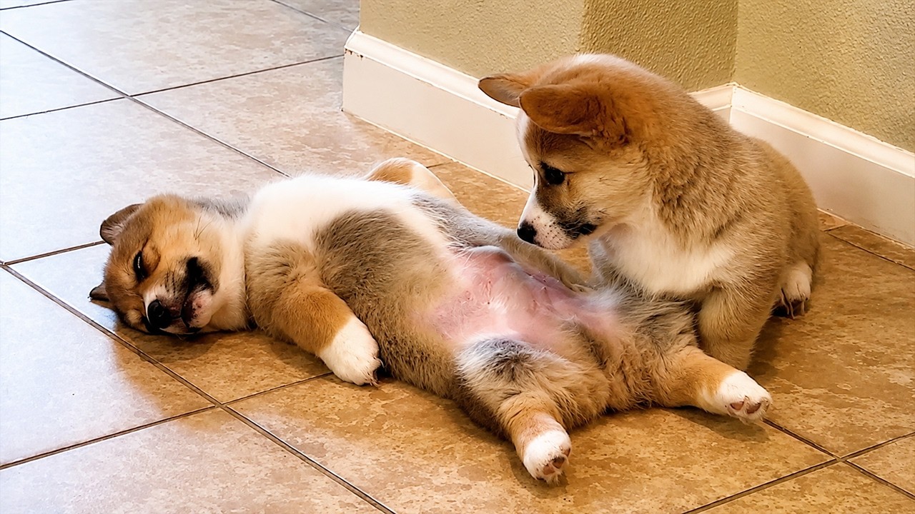 Cute Puppies Being Hilarious For The First Time&hellip; Best of 2026!