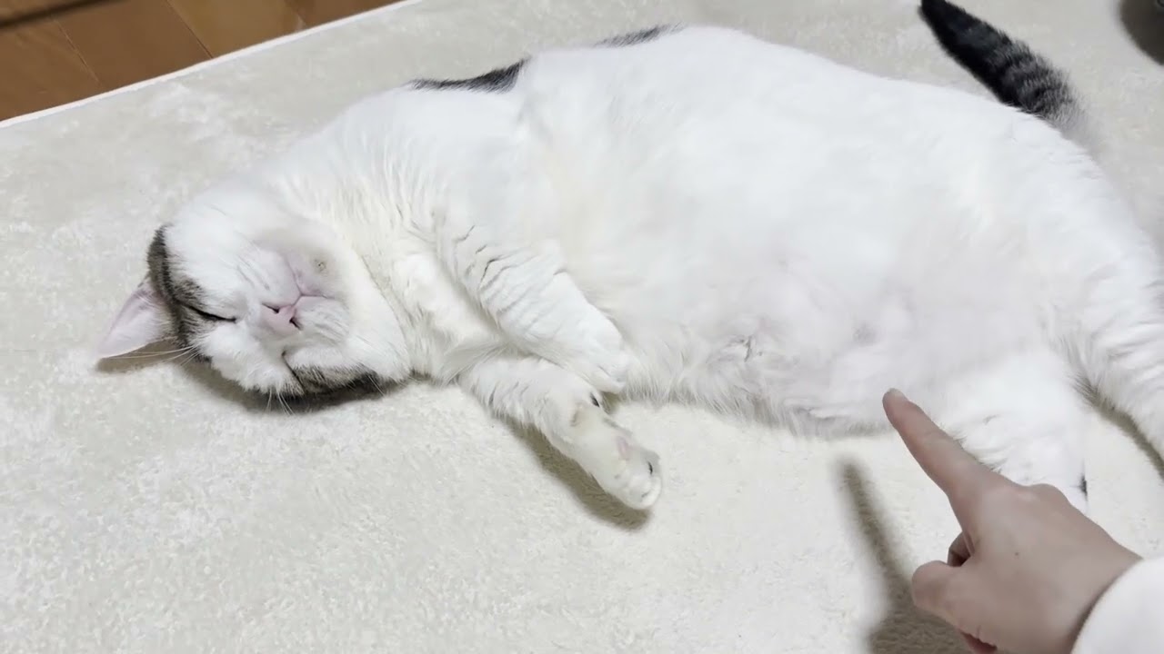 猫をダメにするホットカーペットでダメになる猫