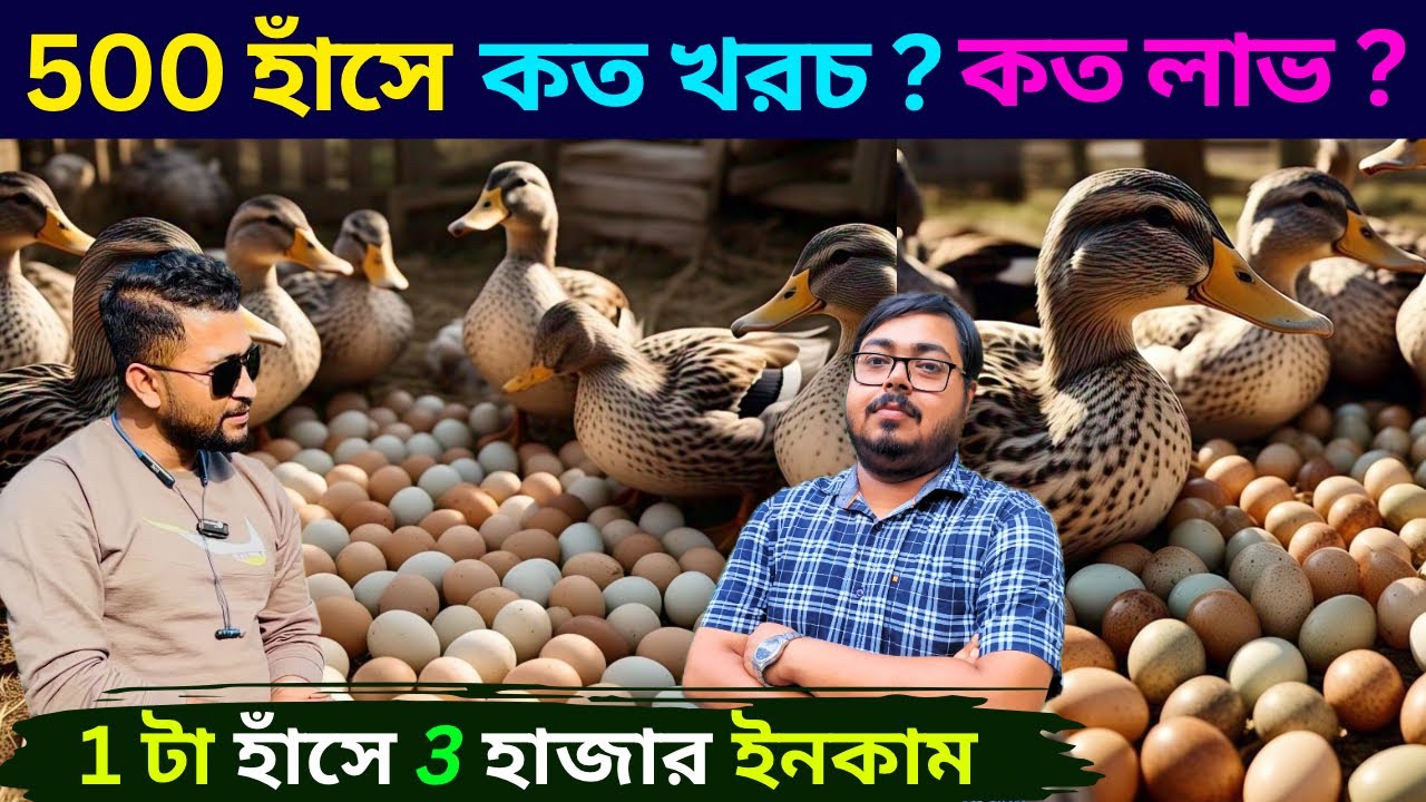 500 হাঁস পালন এ কত খরচ?.কত লাভ ?।duck fat in West Bengal.