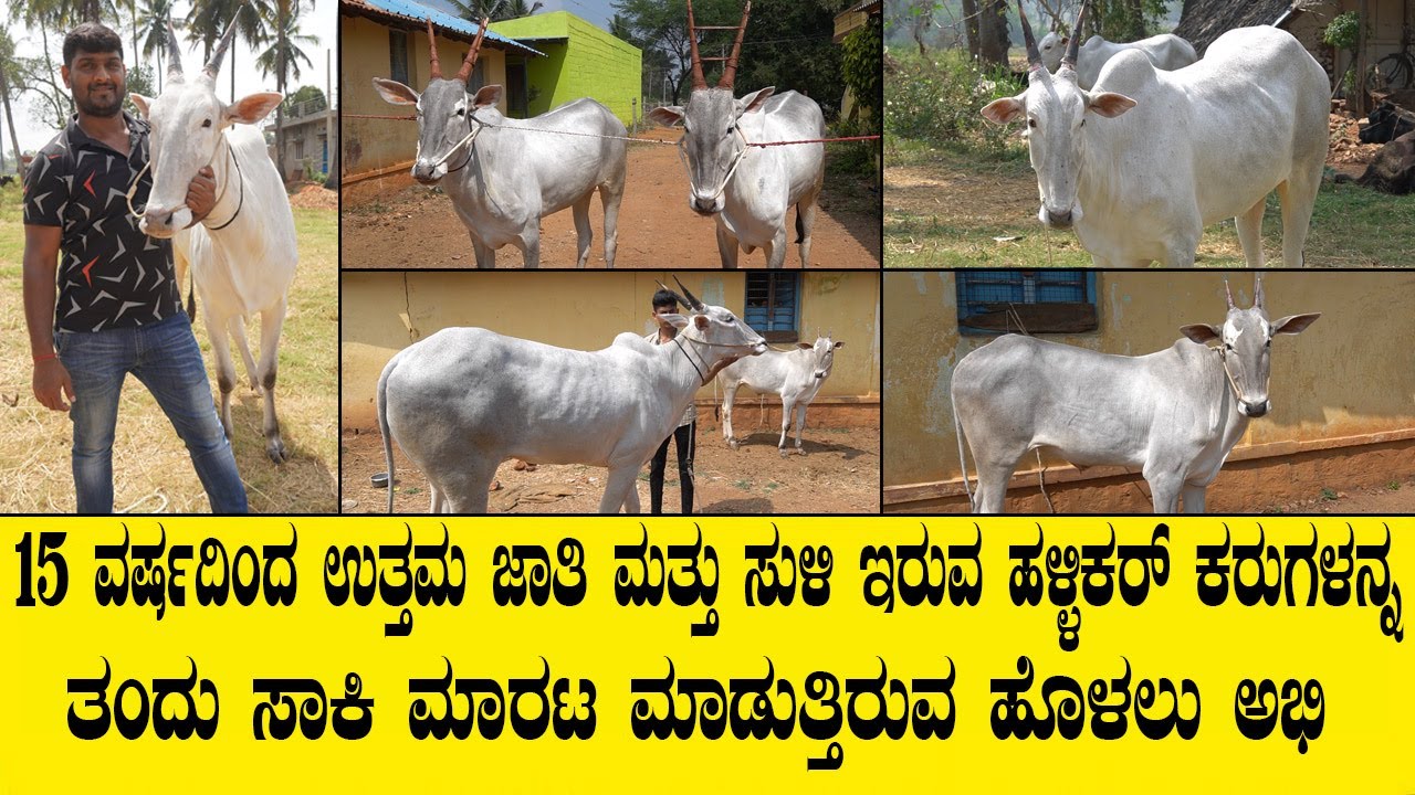 ಹಳ್ಳಿಕಾರ್ ನಲ್ಲೂ ಉತ್ತಮ ಆದಾಯವಿದೆ ಎಂದು ತೋರಿಸಿಕೊಟ್ಟಿರುವ ಹೊಳಲು ಅಭಿ ಅವರ ಸಂದರ್ಶನ... HALIKAR BREED VIDEO