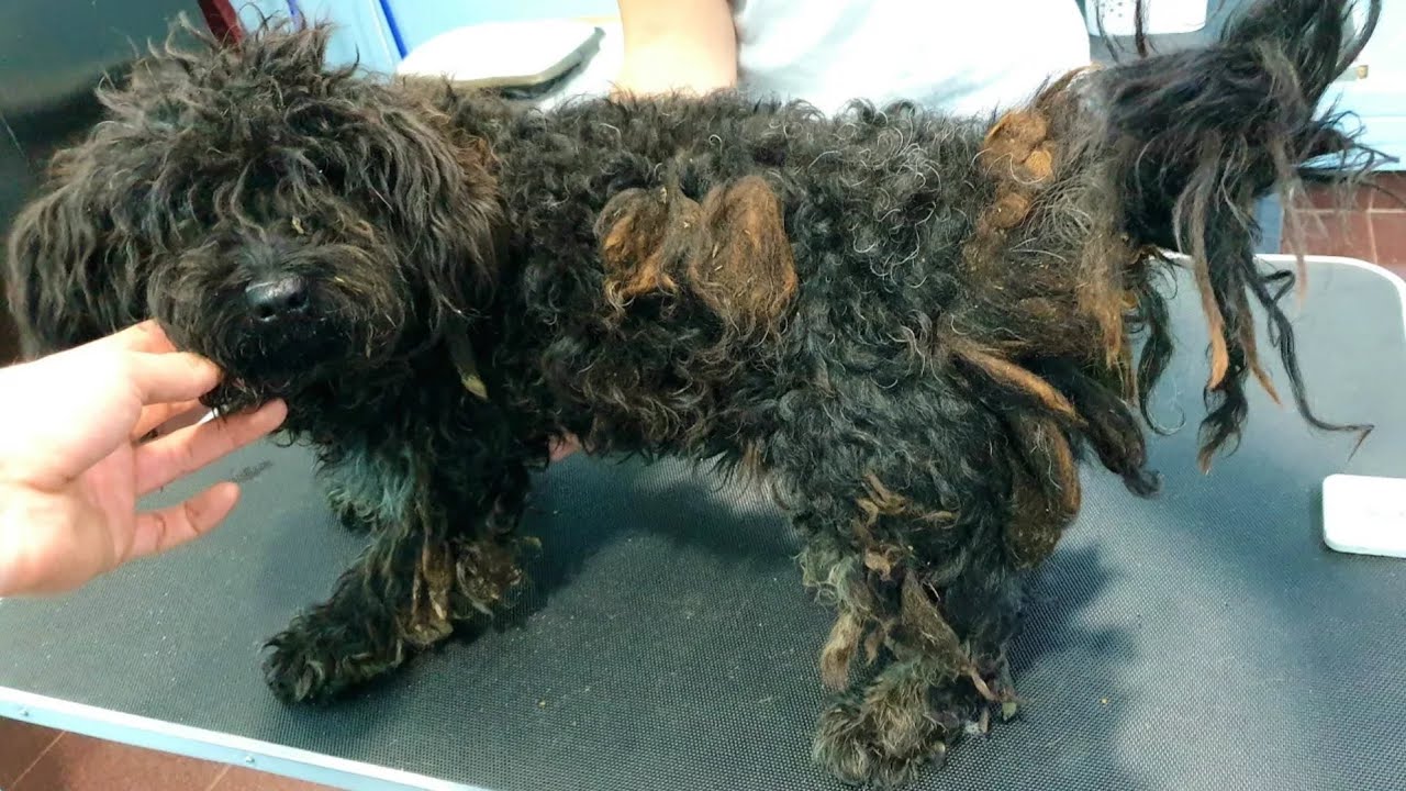 She Was In Terrible Condition, But This Grooming Changed Her Life