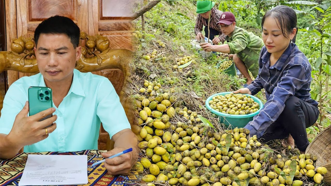 Harvesting Canarium Fruits Bringing Them to Market - Living With Nature - Cooking with the People