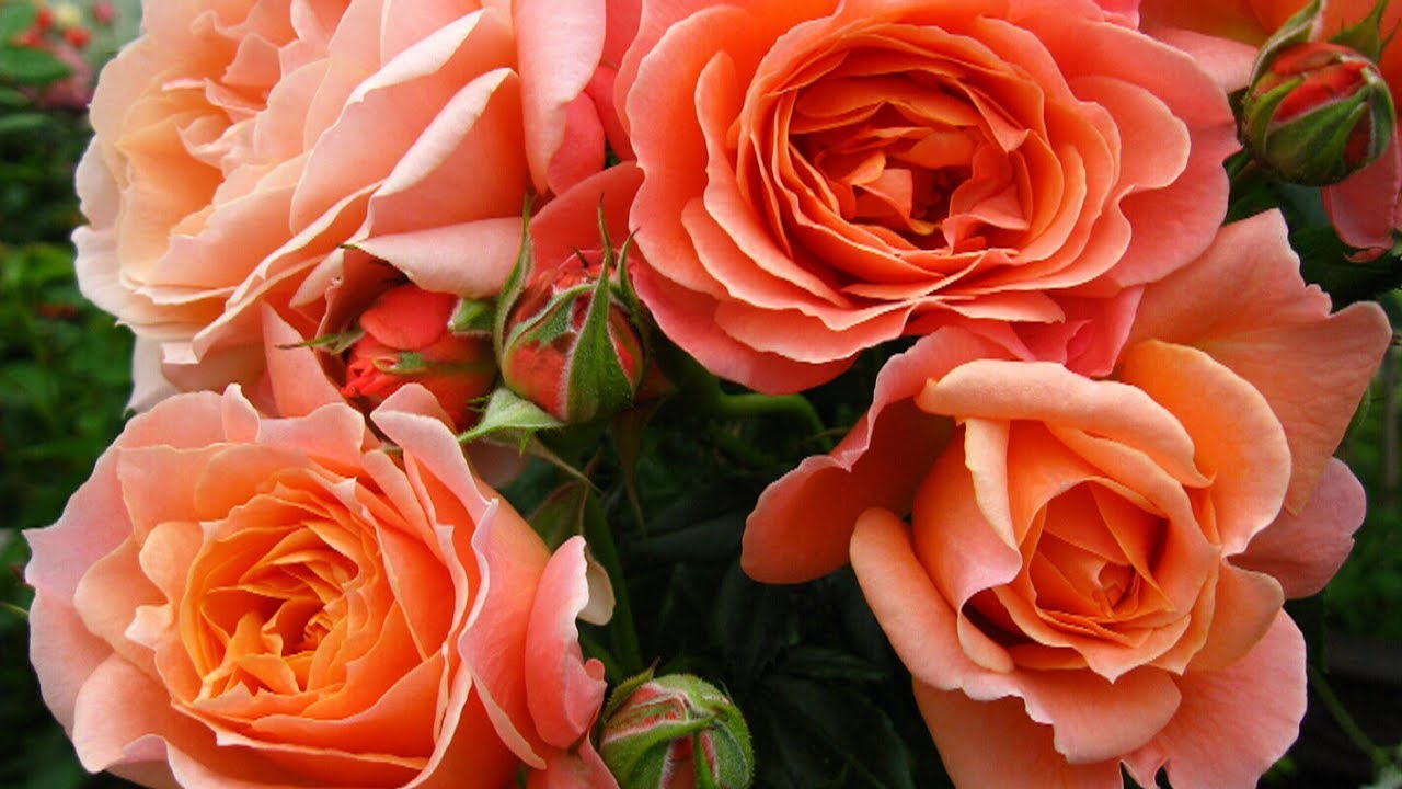 Vogue for a vogue: B.C. florist&rsquo;s rose named after magazine