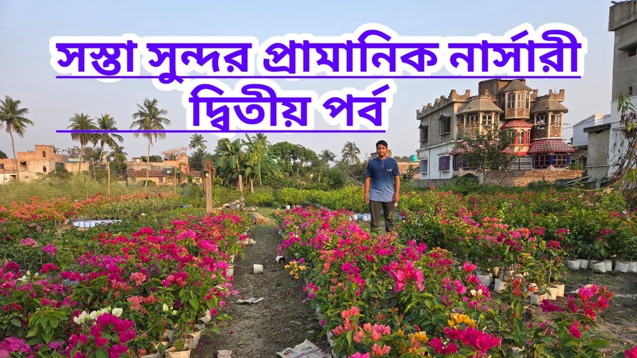 সস্তা সুন্দর প্রামানিক নার্সারি||দ্বিতীয় পর্ব||Cheap & Beautiful Pramanik Nursery||Second Part||