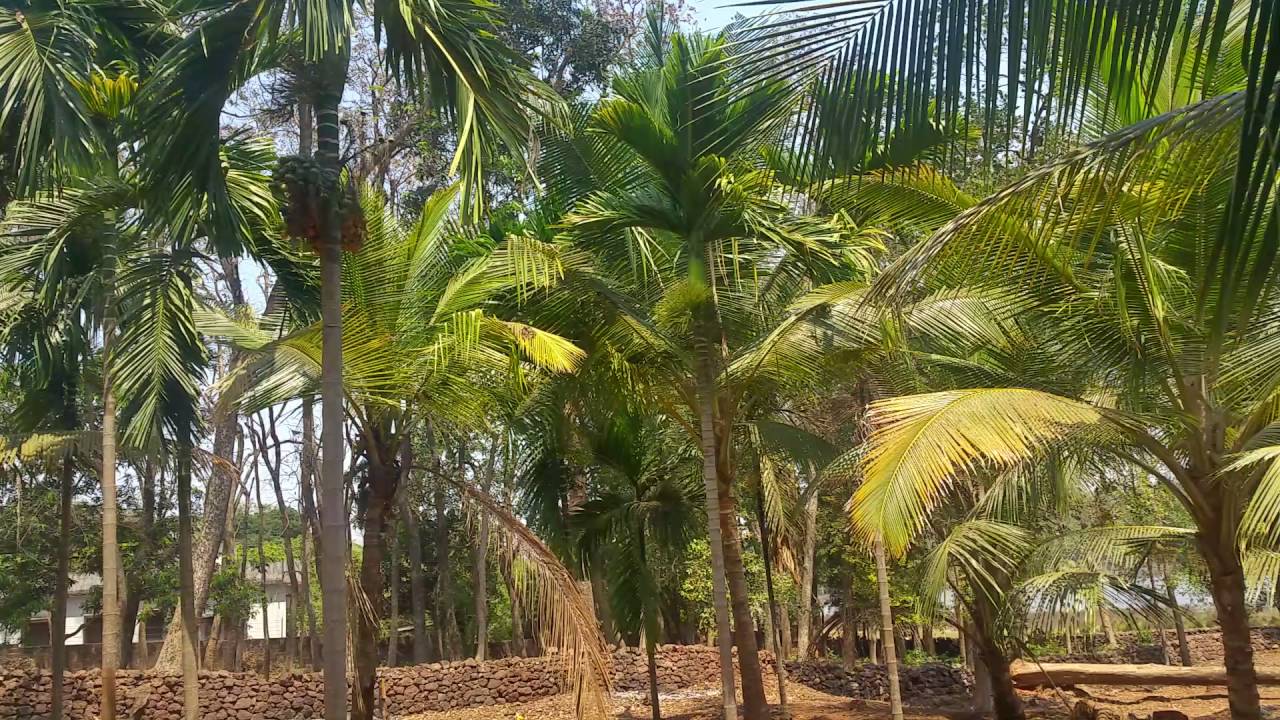 At my village home Beautiful Kokan