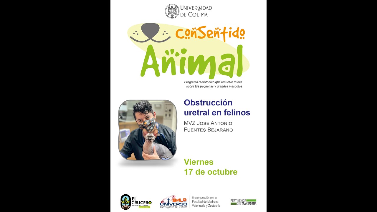 Obstrucción uretral en felinos