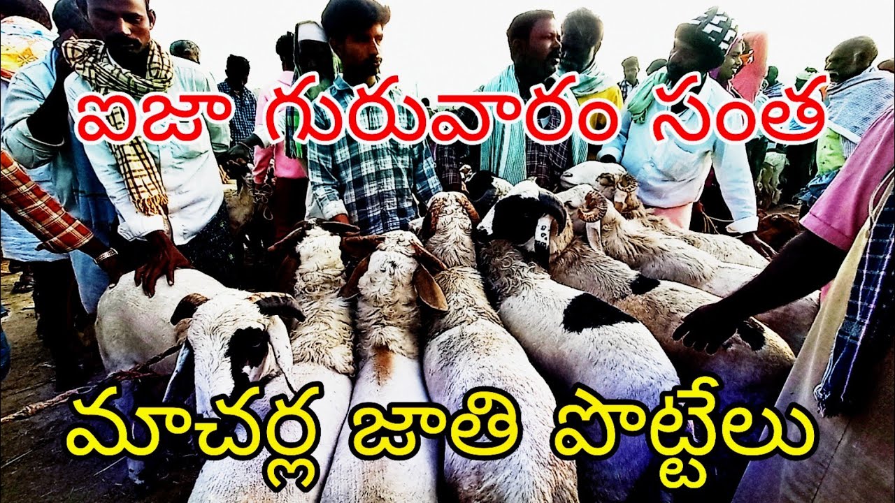 ఐజ మార్కెట్‌లో మాచర్ల జాతి పొట్టేలు 🔥 భారీ సైజు & నిజమైన ధరలు | ieeja Market macharla bread sheep 