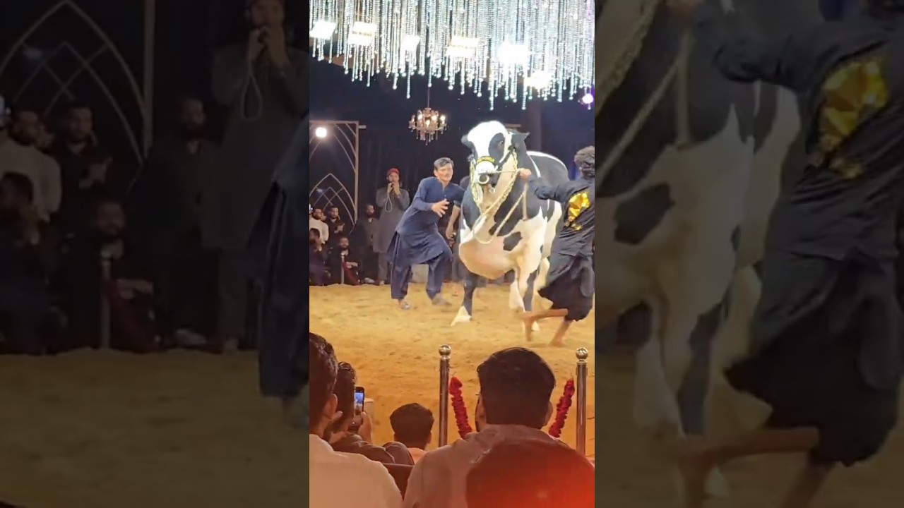 Fine cattle farm 💥 cow mandi 2025 