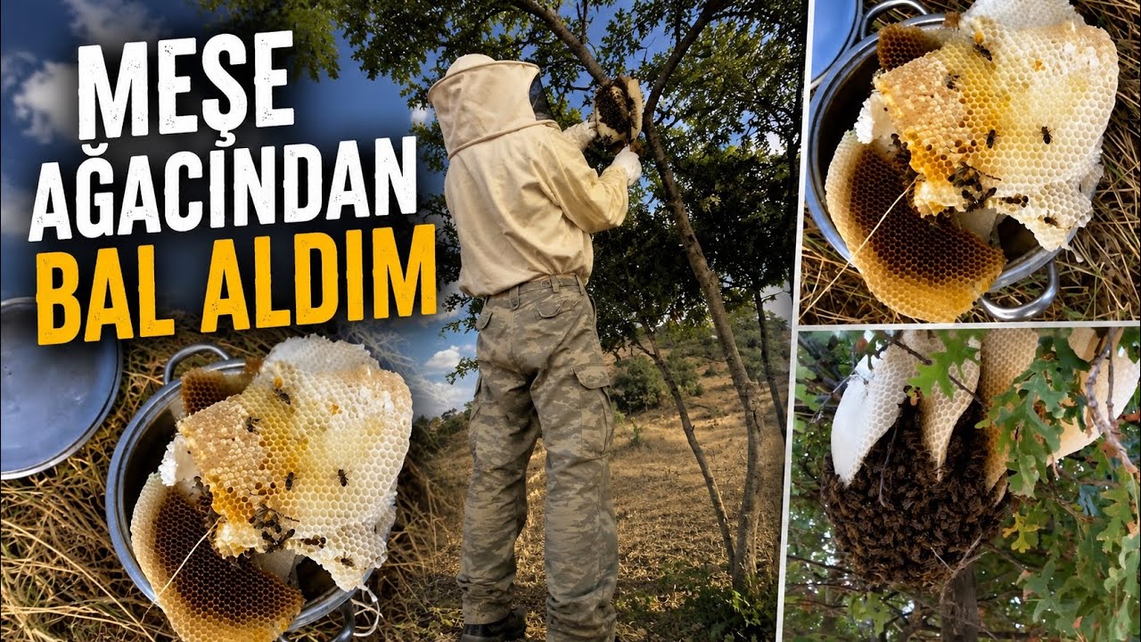 ORMANDA MEŞE AĞACINDAN BAL ALDIM