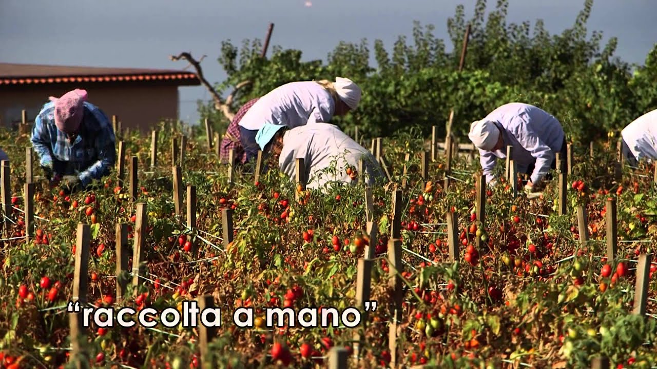VALGRI'  Pomodorino del Piennolo del Vesuvio DOP
